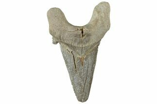 Serrated Sokolovi (Auriculatus) Shark Tooth - Dakhla, Morocco #312668
