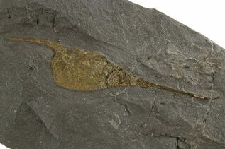 Echinoderm Fossils For Sale
