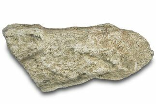 Dinosaur (Triceratops) Frill Shield Section - Montana #312287