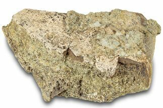 Dinosaur (Triceratops) Bone Section - Montana #312302