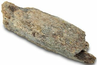Dinosaur (Triceratops) Bone Section - Montana #312304