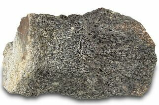 Dinosaur (Triceratops) Bone Section - Montana #312319