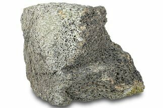 Dinosaur (Triceratops) Bone Section - Montana #312322