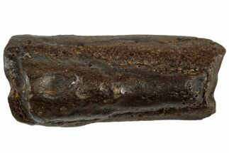 Fossil Hadrosaur (Edmontosaurus) Partial Tooth Root - Wyoming #312561