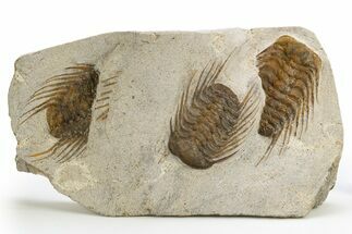 Three Spiny Selenopeltis Trilobite Fossils - Erfoud, Morocco #312825