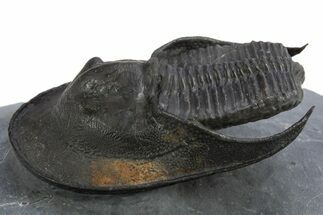 Detailed Scotoharpes Trilobite - Boudib, Morocco #312730