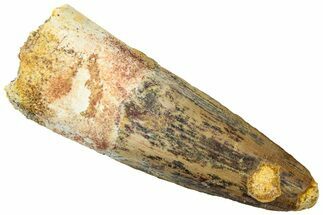 Fossil Spinosaurus Tooth - Real Dinosaur Tooth #312898