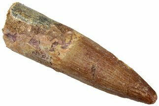 Fossil Spinosaurus Tooth - Real Dinosaur Tooth #312905