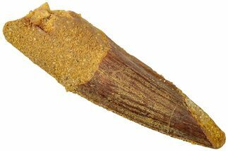 Fossil Spinosaurus Tooth - Real Dinosaur Tooth #312907