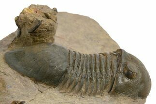 Paralejurus Trilobite Fossil - Atchana, Morocco #312777