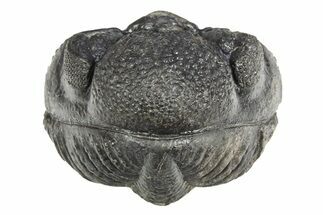 Perfectly Enrolled Drotops Trilobite - About Around #312783