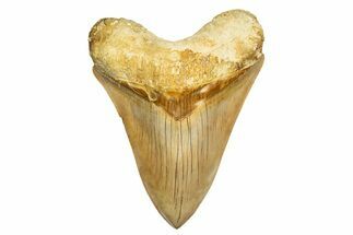 Serrated Fossil Megalodon Tooth From Indonesia - Top Quality #312831