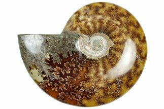 Polished Cretaceous Ammonite (Cleoniceras) Fossil - Madagascar #312185