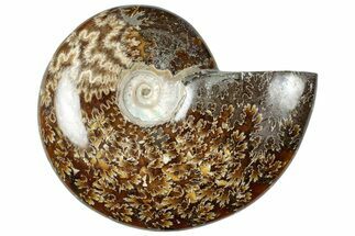 Polished Cretaceous Ammonite (Cleoniceras) Fossil - Madagascar #312196