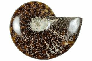 Polished Cretaceous Ammonite (Cleoniceras) Fossil - Madagascar #312206