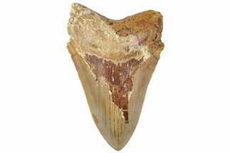 Serrated, Fossil Megalodon Tooth From Morocco - Rare Location #312832