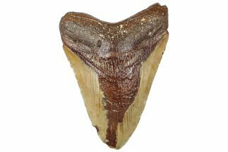 Fossil Megalodon Tooth From Morocco - Rare Location #312833