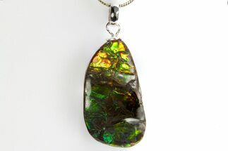 Brilliant Ammolite Pendant (Necklace) - Alberta, Canada #312488
