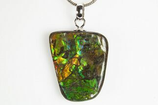 Brilliant Ammolite Pendant (Necklace) - Alberta, Canada #312489