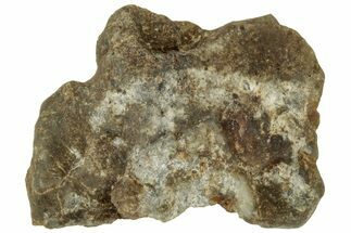 Lunar Meteorite ( g) - Laayoune #313125