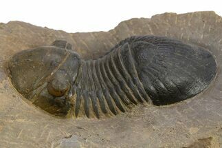 Paralejurus Trilobite Fossil - Atchana, Morocco #312796