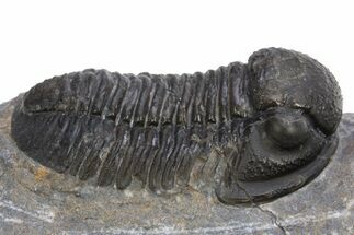 Huge, Inflated Gerastos Trilobite Fossil - Morocco #312809