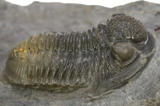 Detailed Gerastos Trilobite Fossil - Morocco #312811