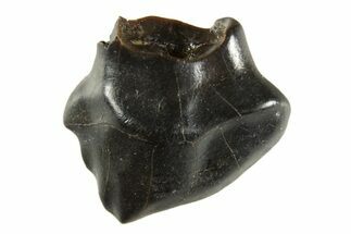 Fossil Nodosaur Tooth - Judith River Formation #313199