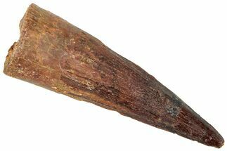 Fossil Spinosaurus Tooth - Real Dinosaur Tooth #312970