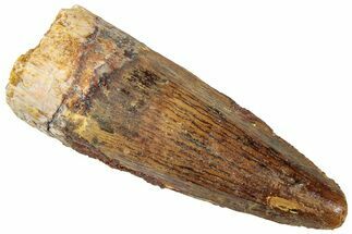 Fossil Spinosaurus Tooth - Real Dinosaur Tooth #312973