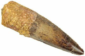 Fossil Spinosaurus Tooth - Real Dinosaur Tooth #313000