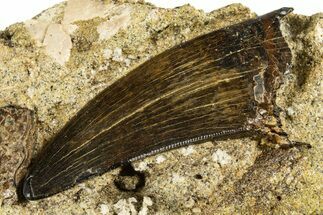 Serrated Tyrannosaur Tooth in Rock - Judith River Formation #313308