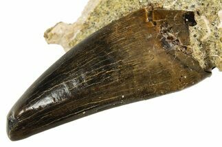 Serrated Tyrannosaur Tooth in Rock - Judith River Formation #313313