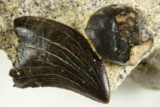 Serrated Juvenile Tyrannosaur Tooth in Situ - Judith River Fm #313343