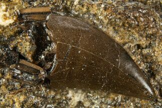 Tyrannosaur Tooth Tip in Situ - Judith River Formation #313359