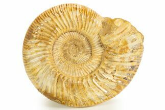 Polished Jurassic Ammonite (Kranosphinctes) - Madagascar #312358