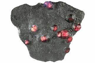 Plate of Thirteen Red Embers Garnets in Graphite - Massachusetts #313554