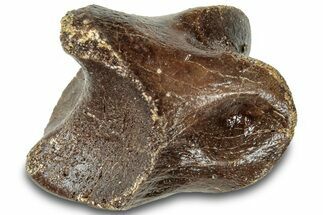 Theropod (Ornithomimus?) Phalanx Bone - Judith River Formation #313458