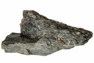 Fossil Tyrannosaur (T rex) Bone Section - Wyoming #313899