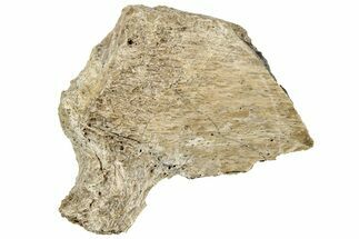 Fossil Tyrannosaur (T rex) Bone Section - Wyoming #313982