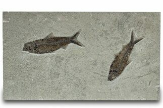 Multiple Fossil Fish (Knightia) Plate - Wyoming #313998