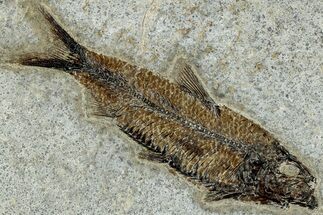 Detailed Fossil Fish (Knightia) - Wyoming #314017