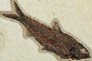 Detailed Fossil Fish (Knightia) - Wyoming #314021