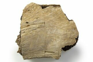 Fossil Tyrannosaur (T rex) Bone Section - Wyoming #314030