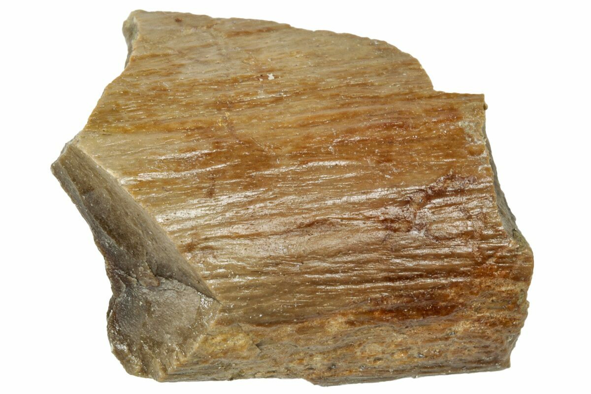 Rex Bone .75