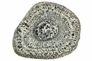 Polished Orbicular Granite Section - Western Australia #314231