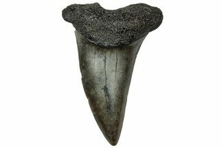 Fossil Shortfin Mako Shark Tooth - South Carolina #313568