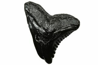 Snaggletooth Shark (Hemipristis) Tooth - South Carolina #313588