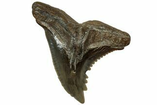 Snaggletooth Shark (Hemipristis) Tooth - South Carolina #313589