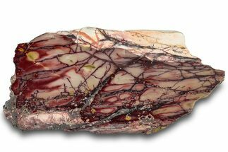 Vibrant Polished Mookaite Jasper Section - Australia #314291